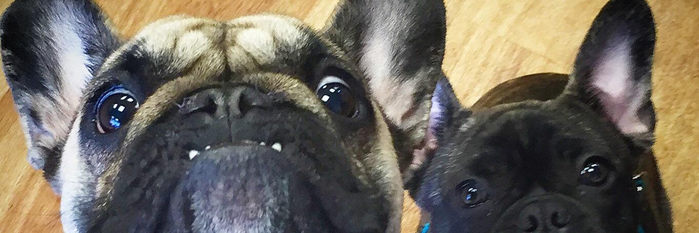 doggycaffe's profile banner image
