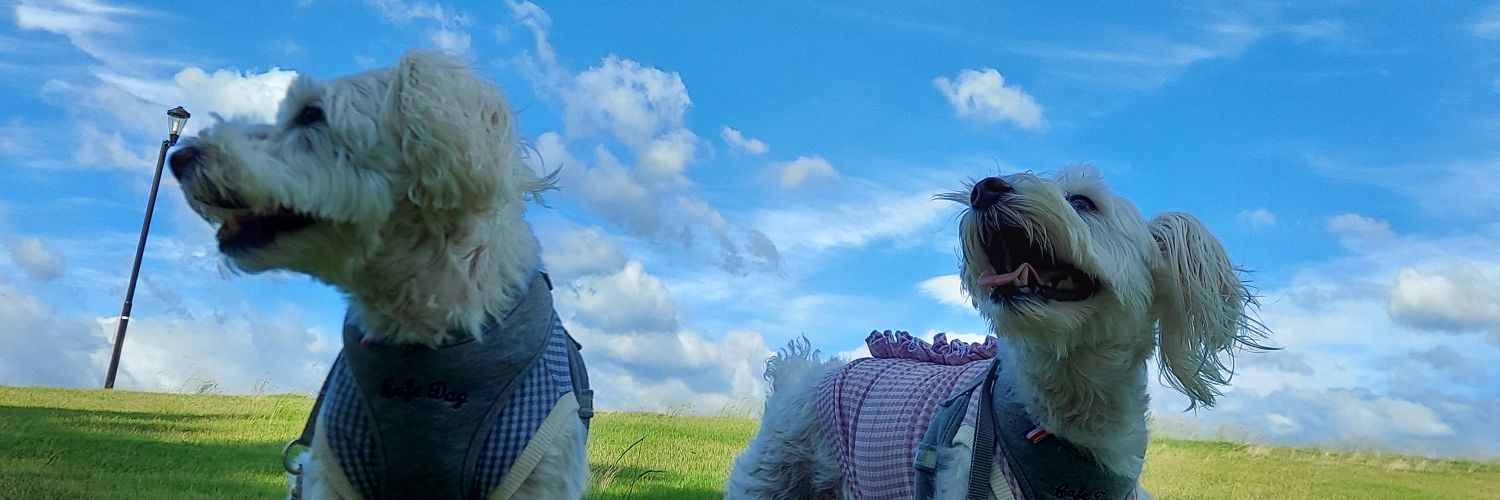miumiu800's profile banner image