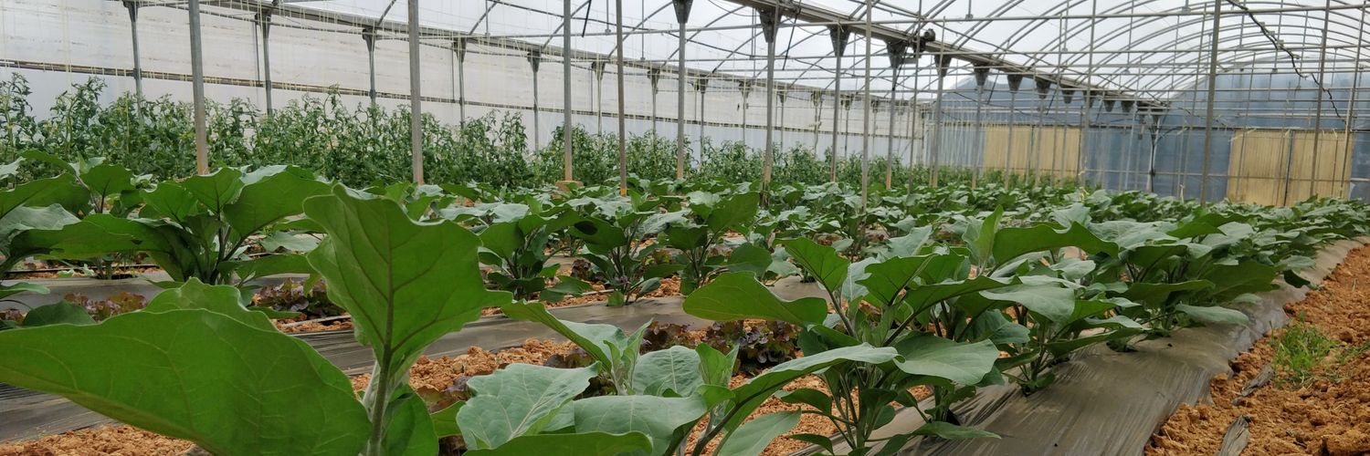 Gerard Pibernat banner