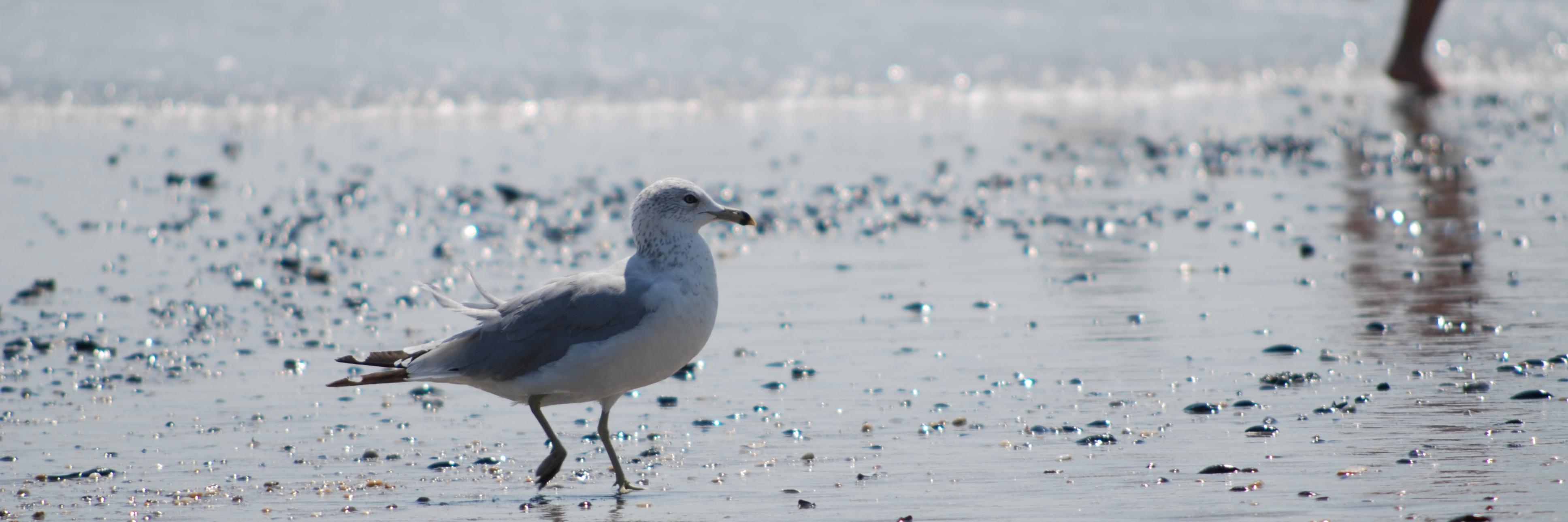 Susan Gilbert banner