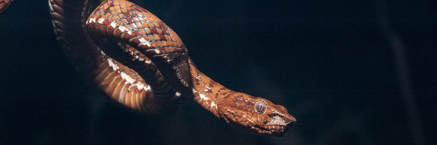 lizardmanhuron's profile banner image
