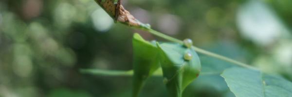 DBuley Profile Banner