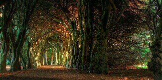 greenrose6969's profile banner image