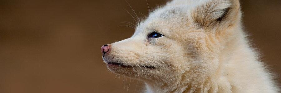 MystifyFox's profile banner image