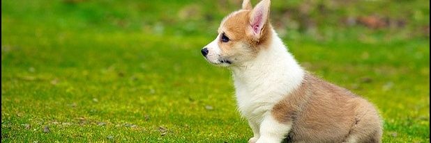 miniCorgi banner