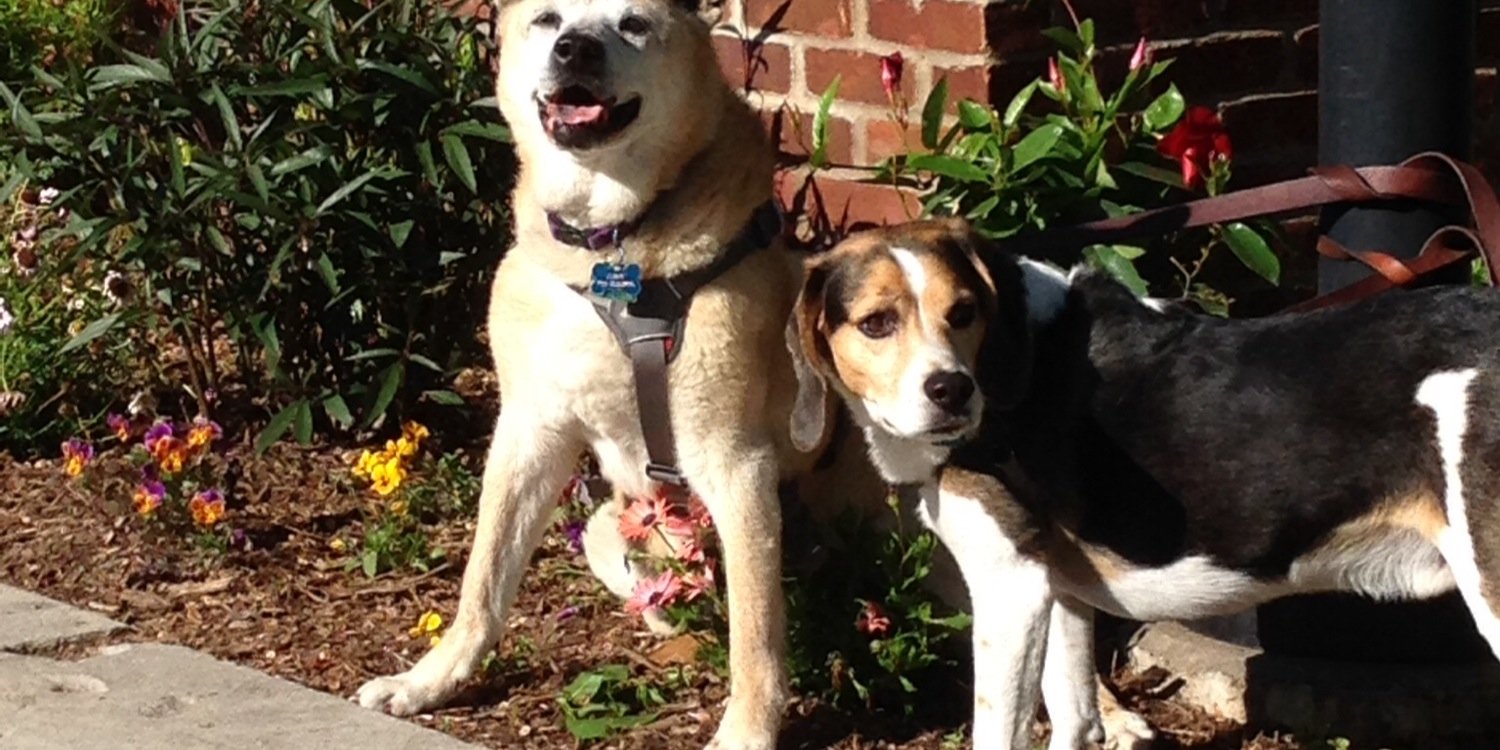 JN ✡️🟦 banner