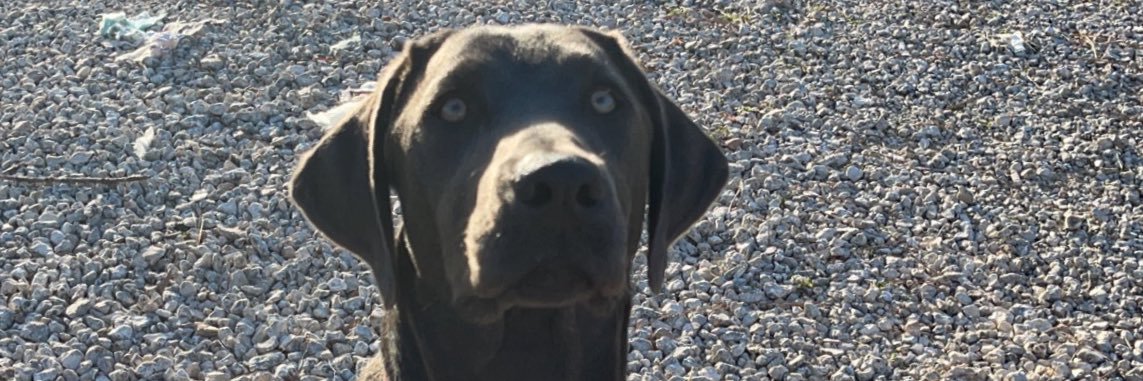 Earl Dibbles Drew banner