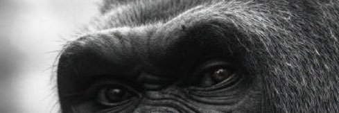 ChiChi077's profile banner image