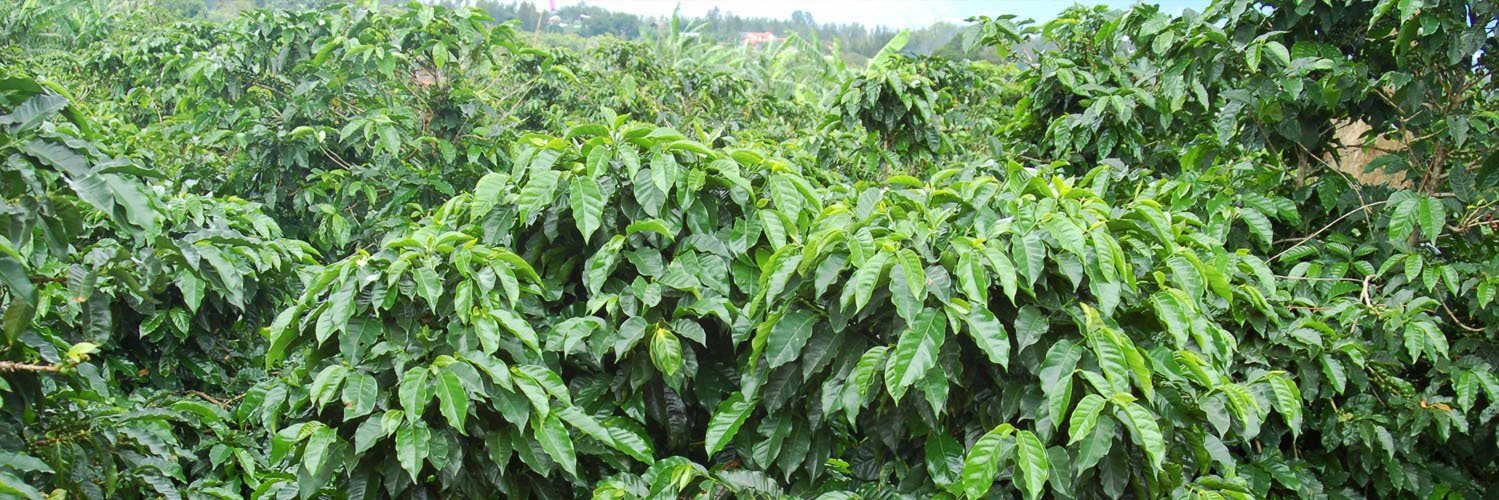 VournasCoffee's profile banner image