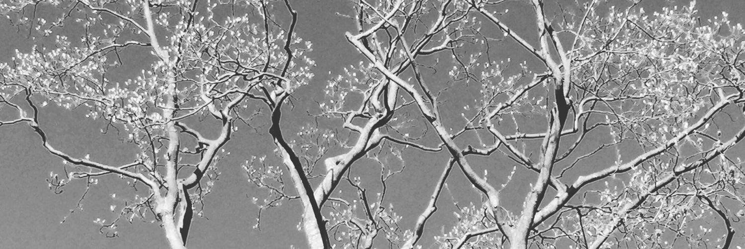 ZsaZsaSoffe's profile banner image