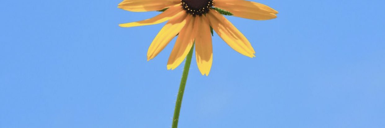 mali banner