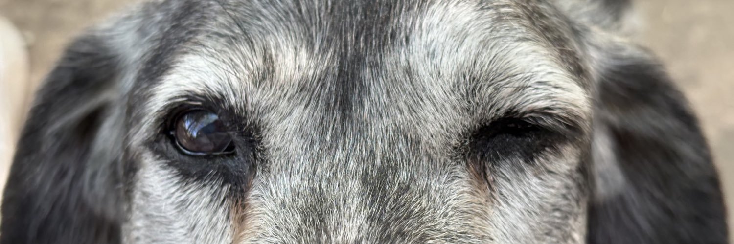 aldimarquesini's profile banner image