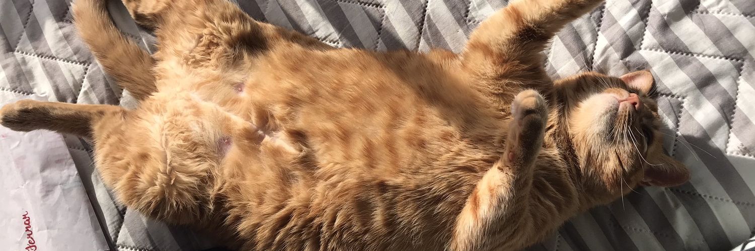 Only Cats banner