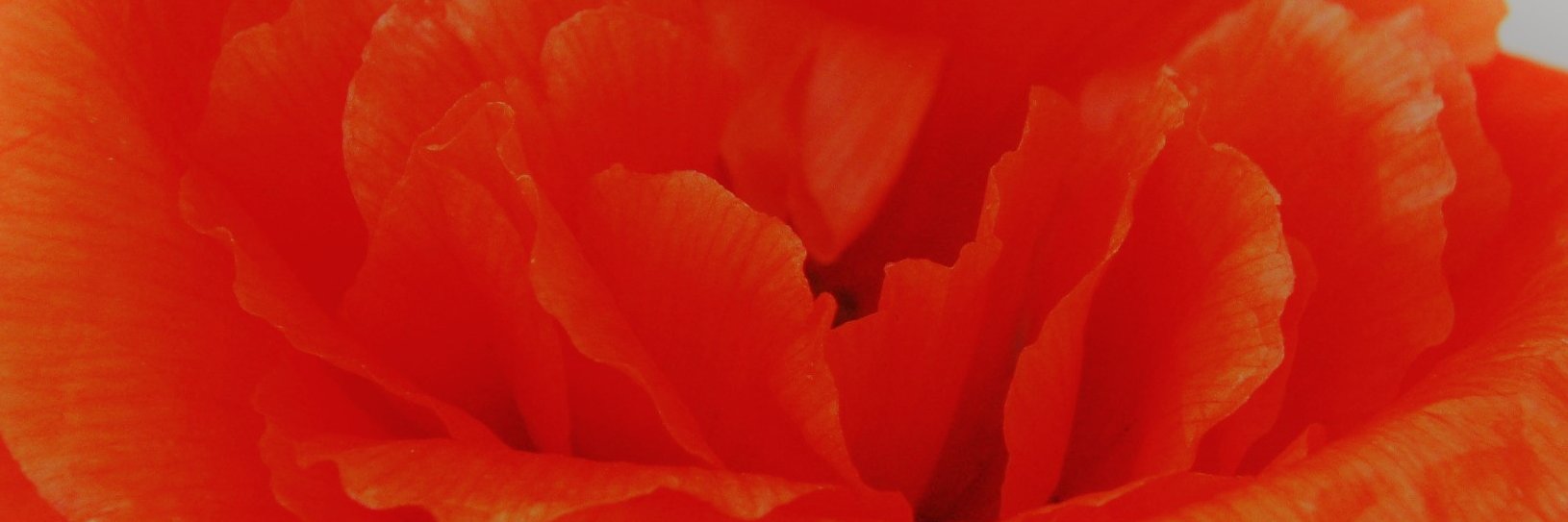 Virginie Daniau banner