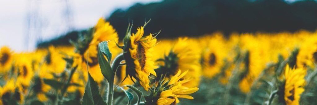 taylorcobb__'s profile banner image