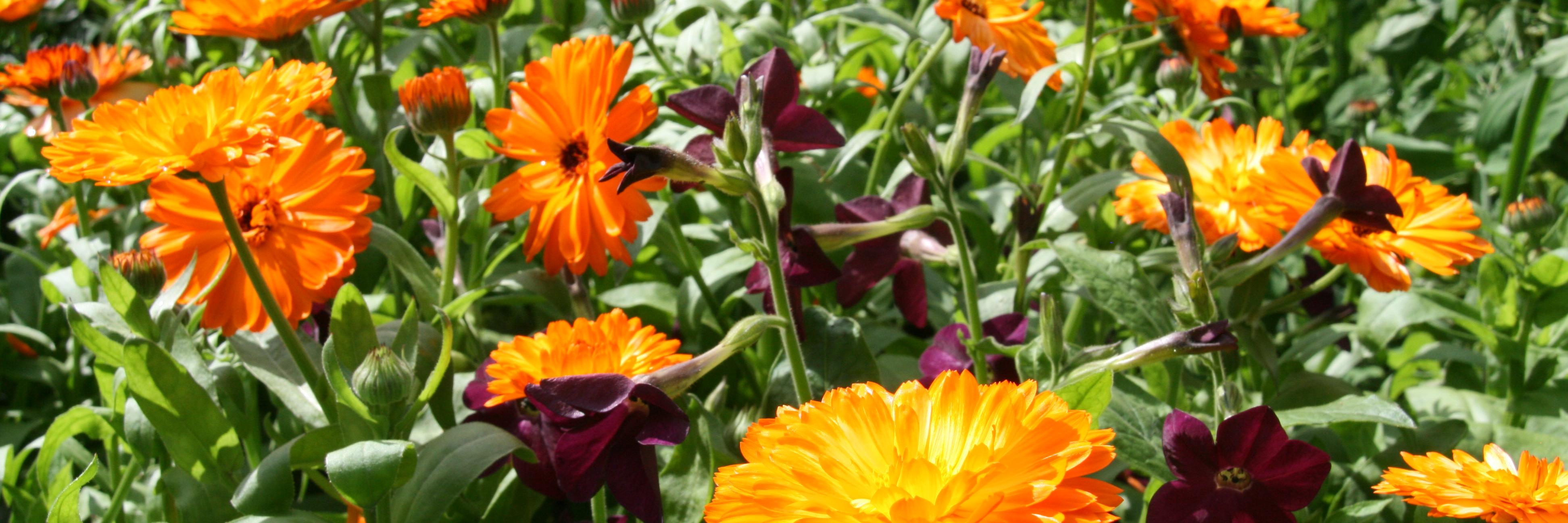 mistytinkle's profile banner image