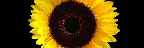 Dawnsome33's profile banner image