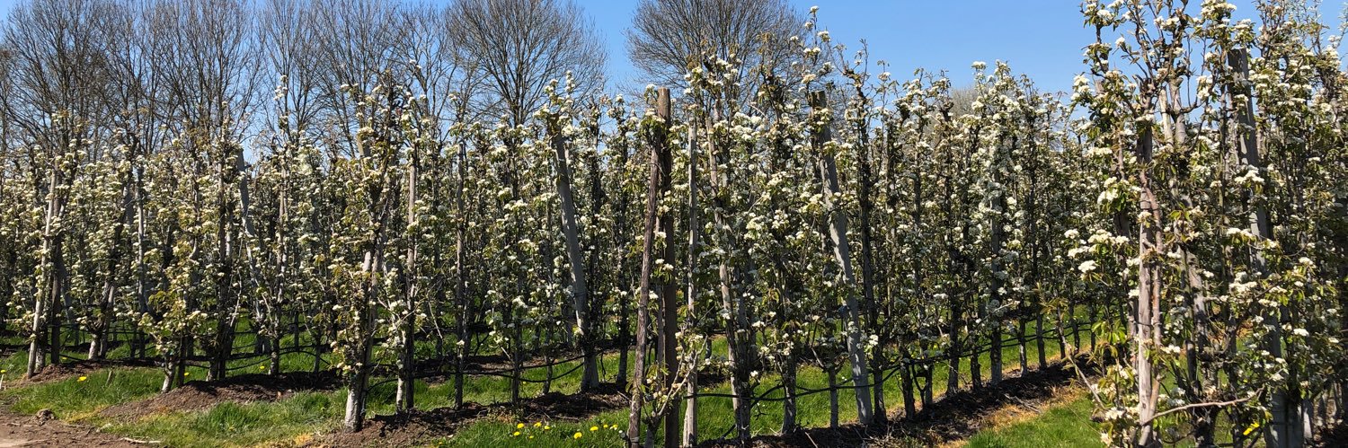 Anne van Rossum banner