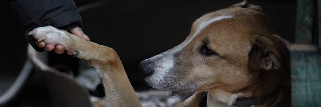 SOSdogscats's profile banner image