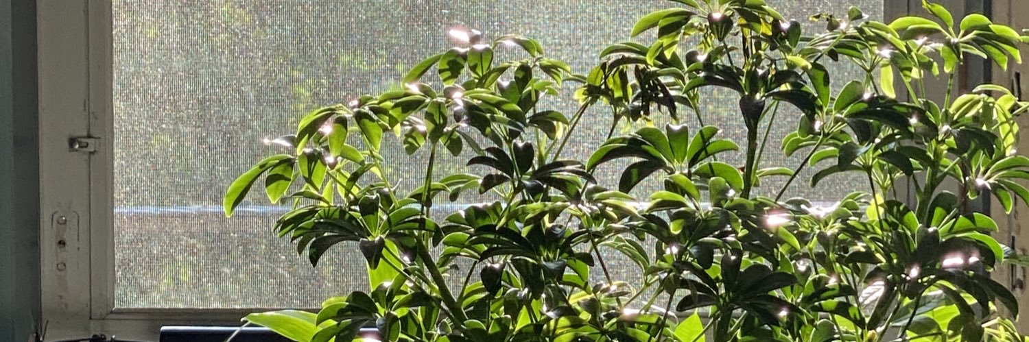 SookieMonique's profile banner image