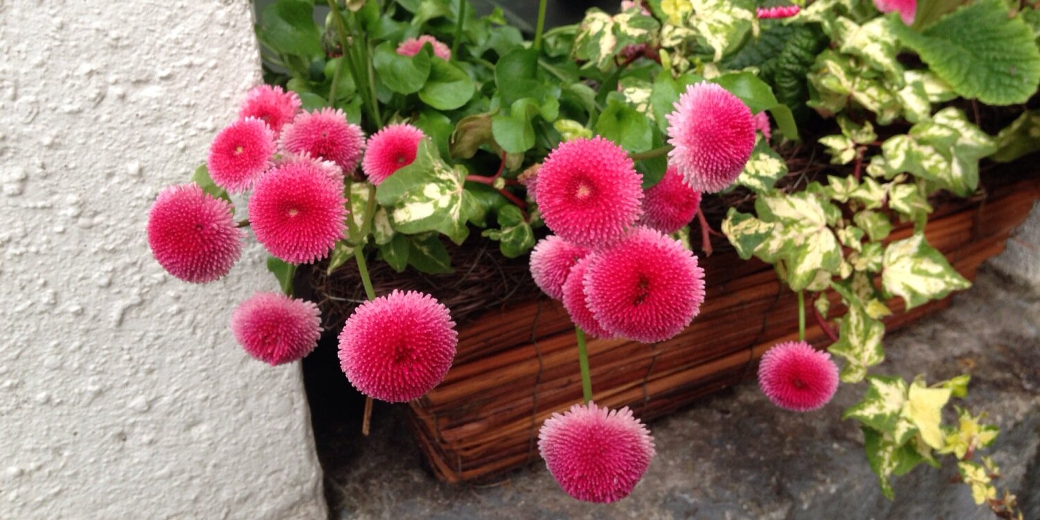 Jeanne McDonagh banner