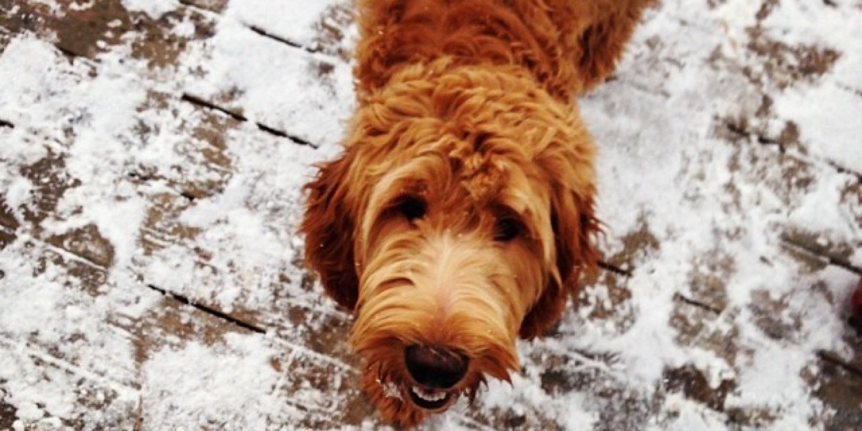 GoldenMiadoodle's profile banner image