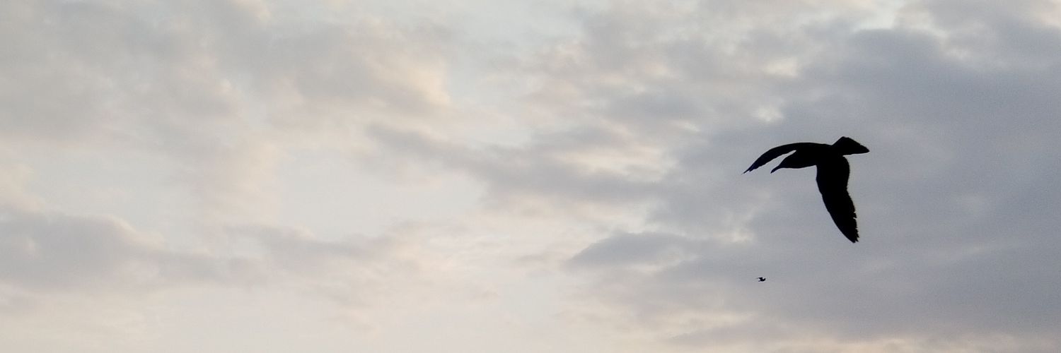 Mirjankanu's profile banner image