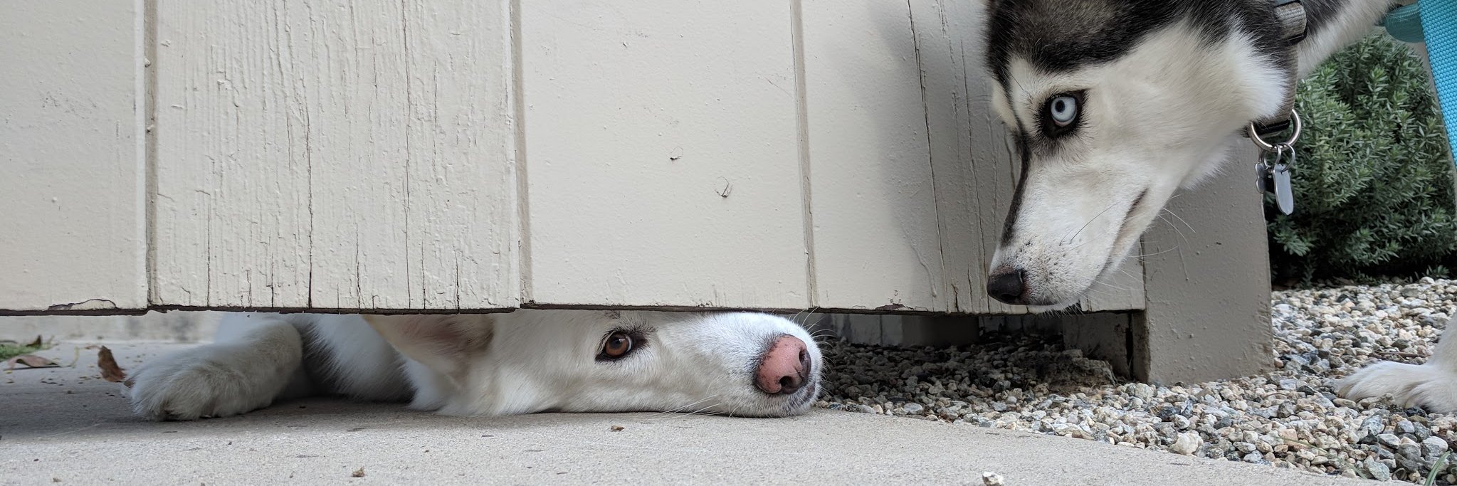 Joshua James Shaw banner