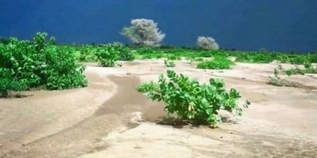 حامد مبارك بن بركي banner