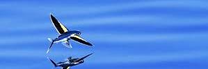 Atollfishing's profile banner image