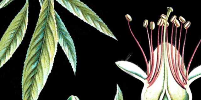 Solstice Canyon banner