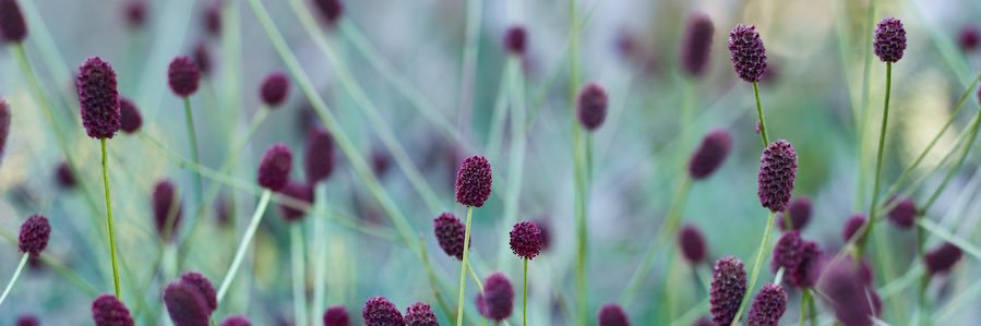 Helen Elks-Smith banner