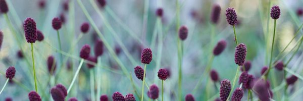 ES_GardenDesign Profile Banner