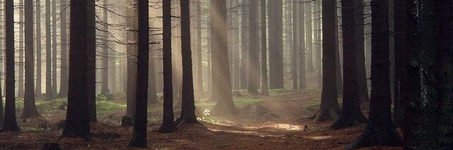 effy_day's profile banner image