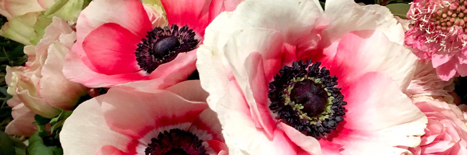 DARPHIN skincare banner