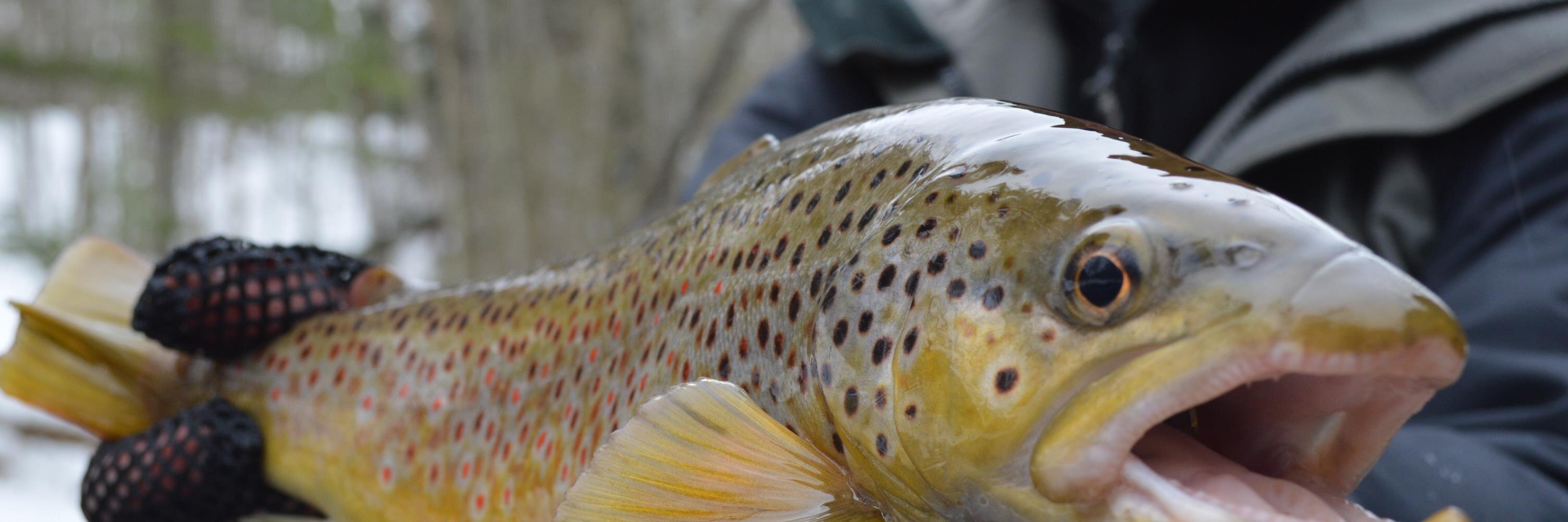 Fly Fishing Michigan banner