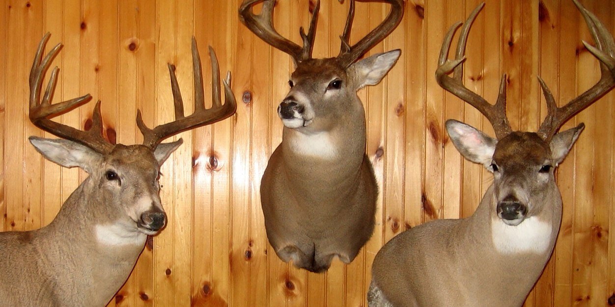 King8750's profile banner image
