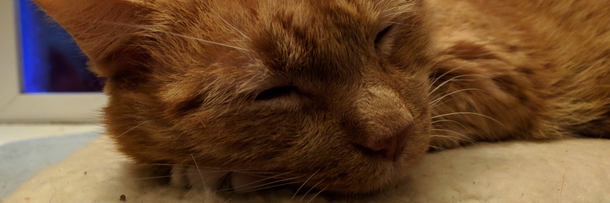 carriekline's profile banner image