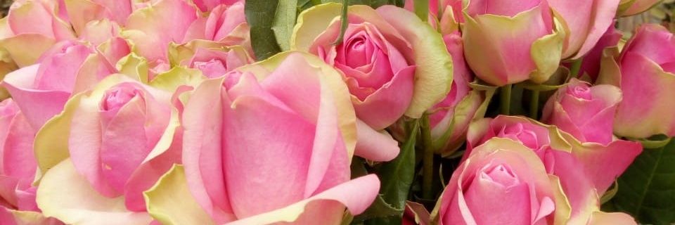Fatima Mustafa banner