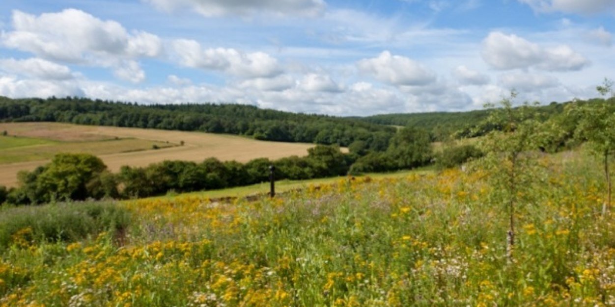 The Black Robin banner