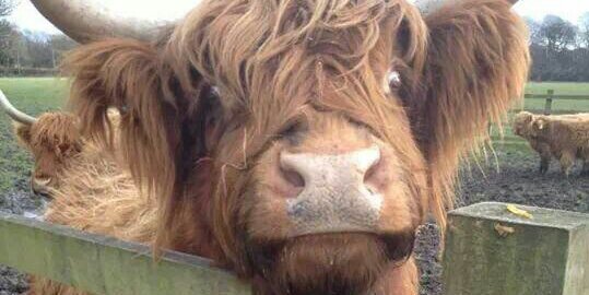 SaveRareBreeds's profile banner image