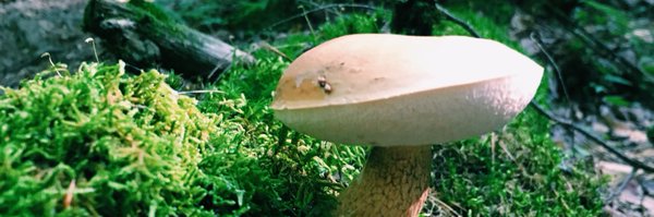 SPEACatUTSW Profile Banner