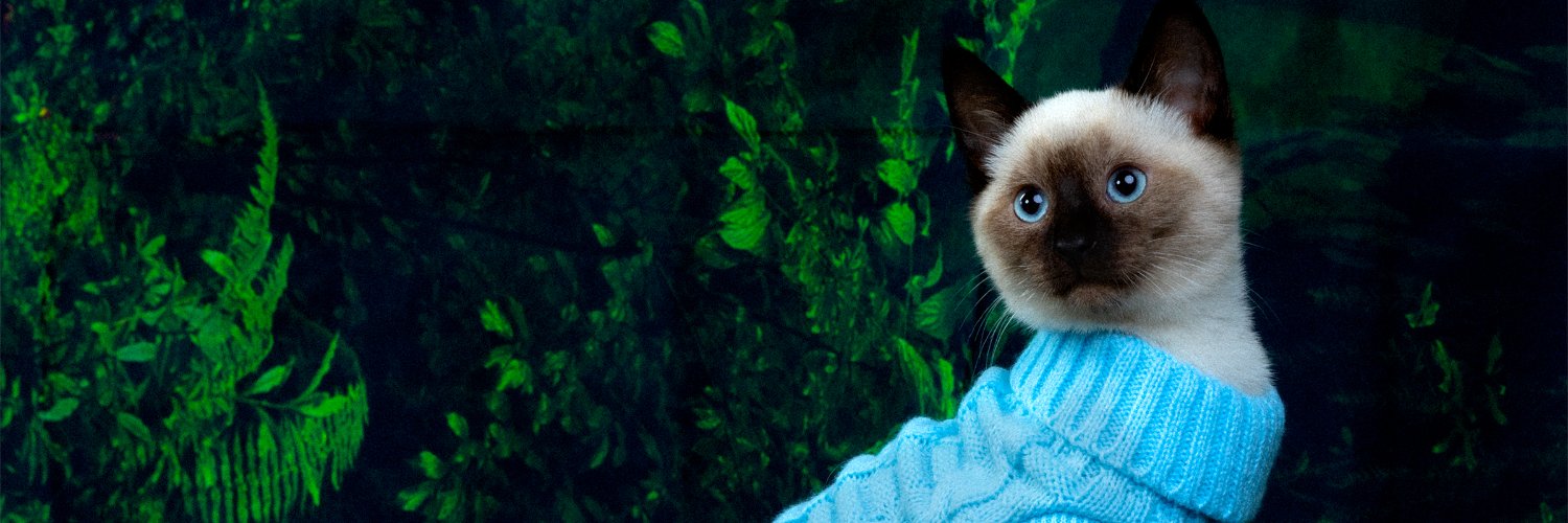 catpartyletsgo's profile banner image