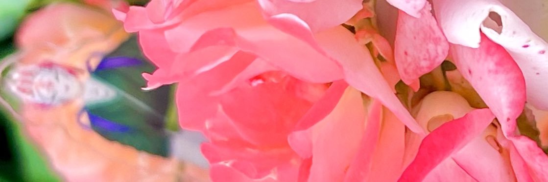 🌞sun🍅's banner