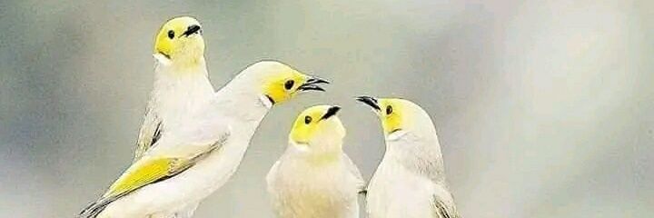 Neha10701's profile banner image