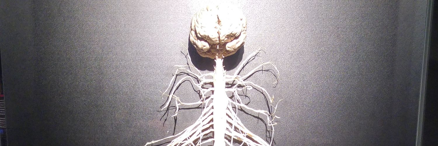ascarislum's profile banner image