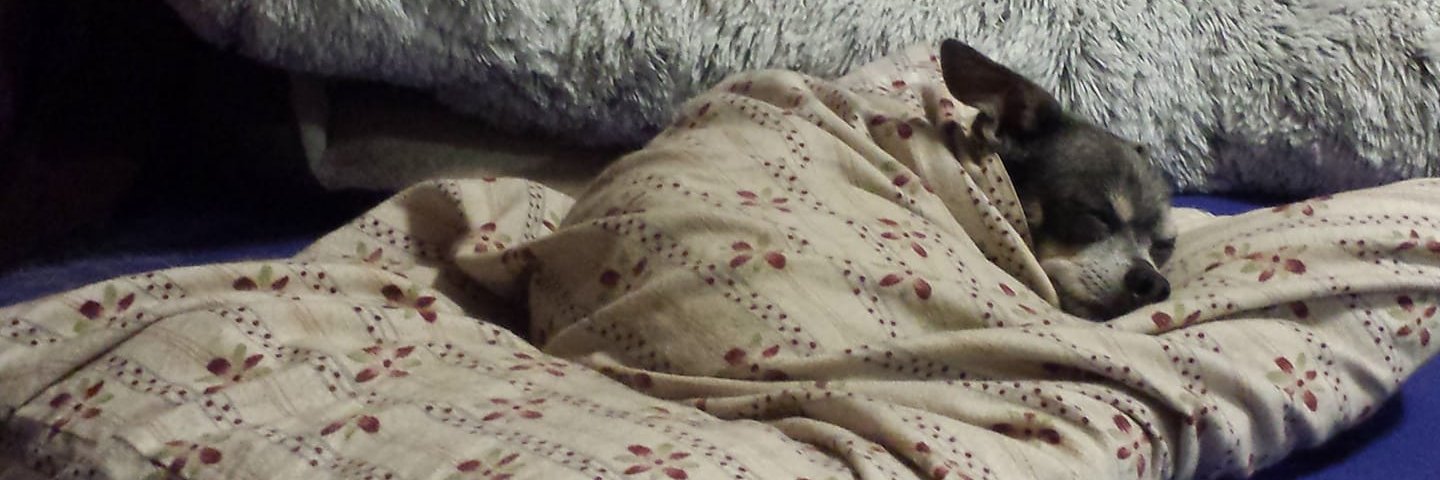 JLilyCorbie's profile banner image