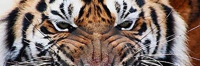 Yeti868's profile banner image
