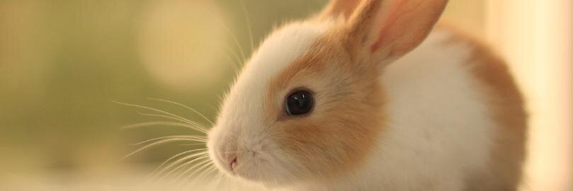 Нина Виталиевна banner