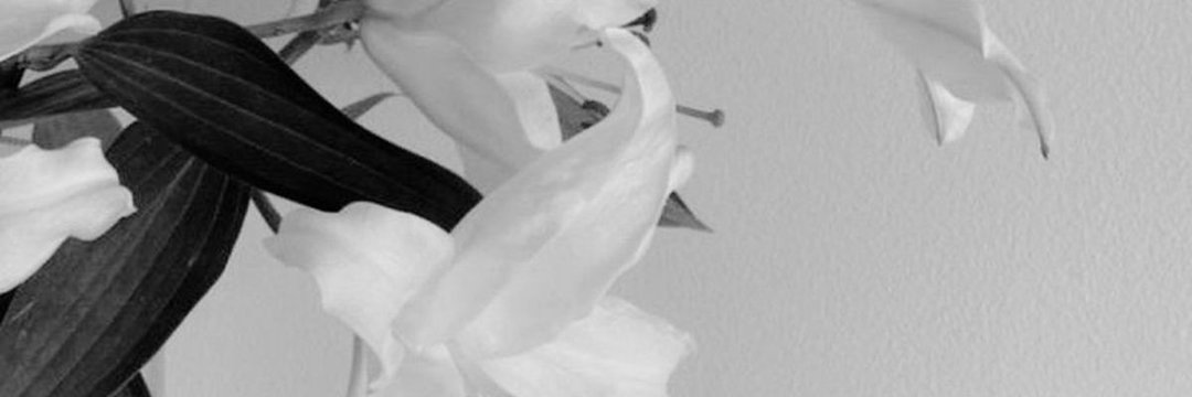 zenneiv's profile banner image